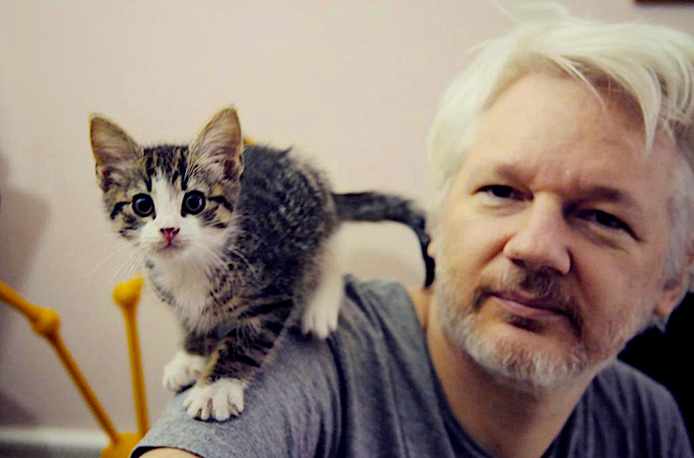 Julian Assange, A Cat, and Diplomatic Asylum | Katherine Fry, CEO/President  Mediafy Communications Group